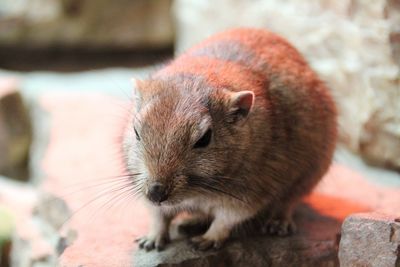 Close-up of squirrel