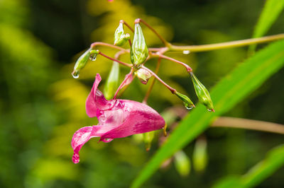 Close-up of wet pink flower