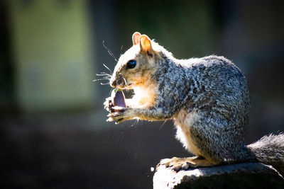 Close-up of squirrel