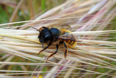 Close-up of insect on flower