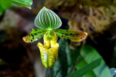 Close-up of yellow flowers blooming outdoors
