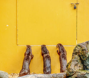 Close-up of an animal against wall