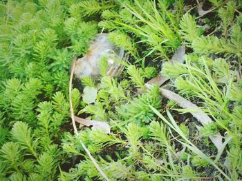 High angle view of lizard on grass