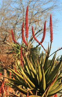 Close-up of plants