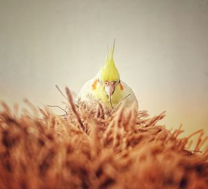 View of a bird on a field