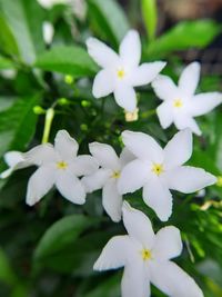 Close-up of white flowering plant in park