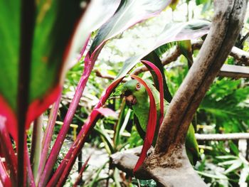 Close-up of red flower on tree