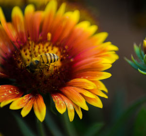 Close-up of yellow flower