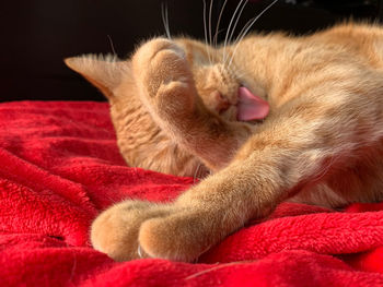 Close-up of cat relaxing on bed