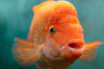 Close-up of fish swimming in aquarium