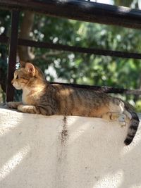 Side view of a cat