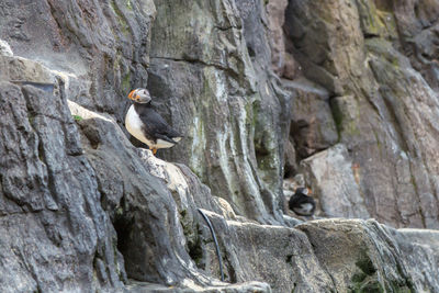 Low angle view of bird perching on rock