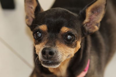 Close-up portrait of a dog