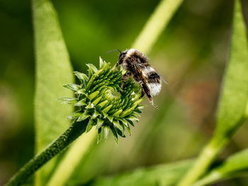 Close-up of bee on plant