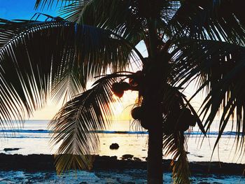 Palm trees on beach during sunset