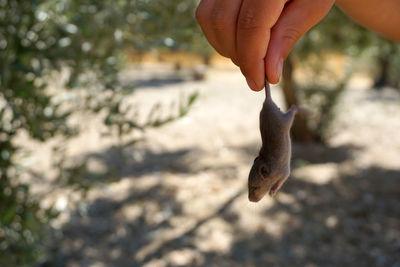 These baby mice found in the chicken coop were not harmed.he was put in a safe place in the garden.