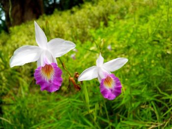 Close-up of white flowers blooming outdoors