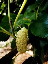 Close-up of fruit growing on plant