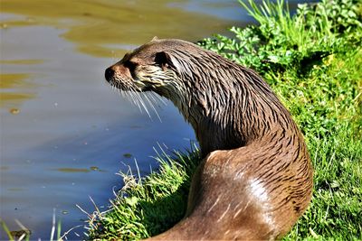 Close-up of otter in lake