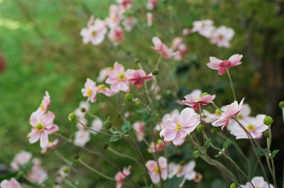 Close-up of pink flowers blooming outdoors