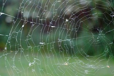 Full frame shot of spider web