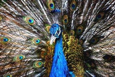 Close-up of peacock