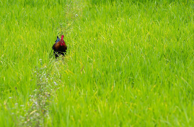 High angle view of chicken on grass field