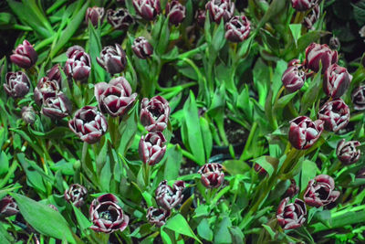 Close-up of purple flowering plants