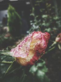 Close-up of pink rose