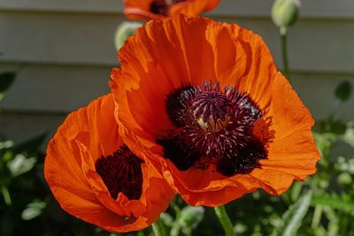 Close-up of orange poppy