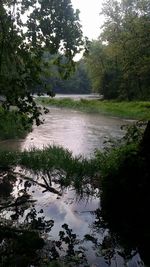 River flowing through forest