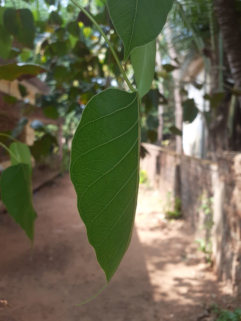 CLOSE-UP OF GREEN LEAVES ON TREE TRUNK