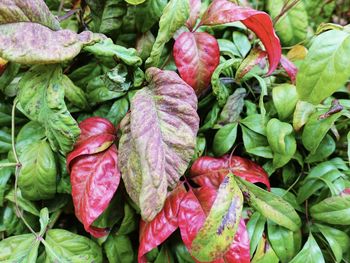 High angle view of leaves and plants