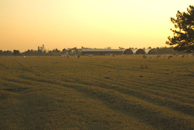 Scenic view of field against sky during sunset