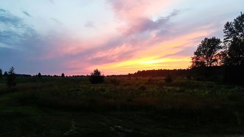 Plants and trees against sky during sunset