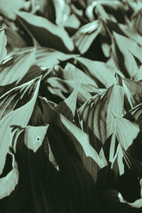 Close-up of leaves