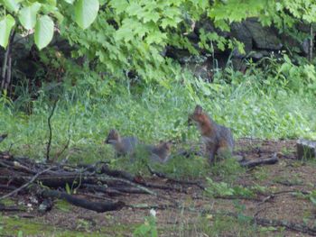 Sheep sitting on plant in forest
