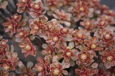 Close-up of pink flowering plants