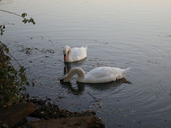 Swan floating on lake