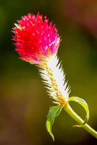 Close-up of pink flower