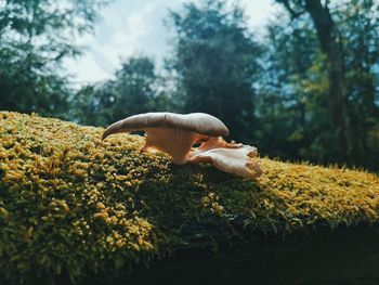 Close-up of mushroom growing on field