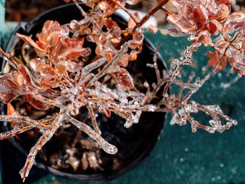 High angle view of frozen potted plant