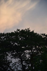 Low angle view of silhouette trees against sky during sunset