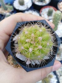 Close-up of green cactus in flower pot