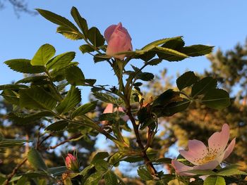 Close-up of pink flowering plant against sky