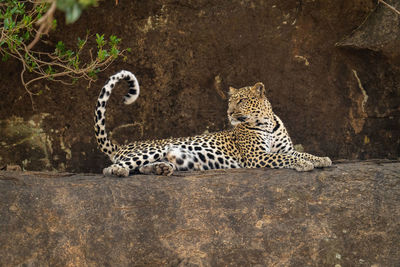 Leopard lies on rocky ledge curling tail