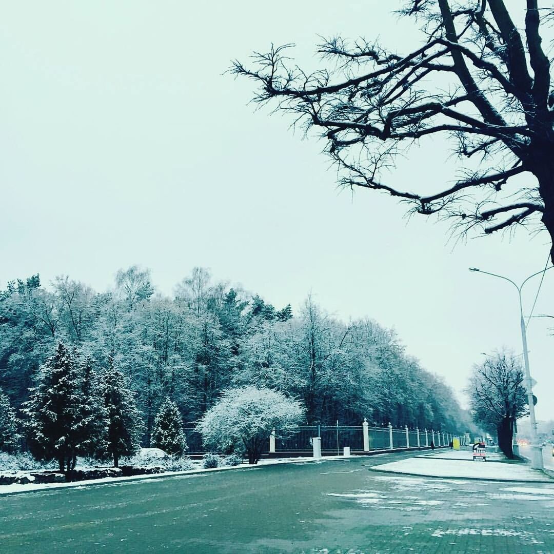 tree, clear sky, road, tranquility, the way forward, tranquil scene, transportation, empty, nature, branch, street, growth, copy space, day, park - man made space, scenics, treelined, grass, bare tree, beauty in nature