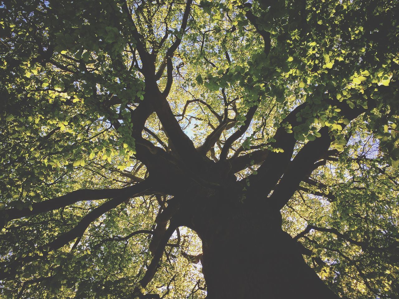 tree, branch, nature, growth, low angle view, tree trunk, silhouette, beauty in nature, day, tranquility, outdoors, no people