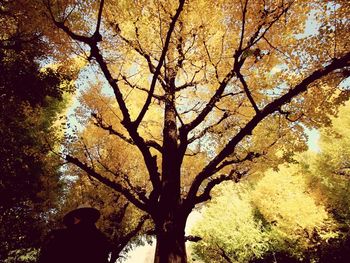 Low angle view of silhouette tree against sky during autumn