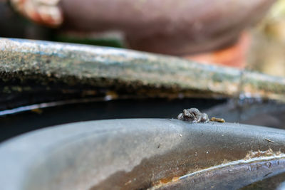 Close-up of insect on metal